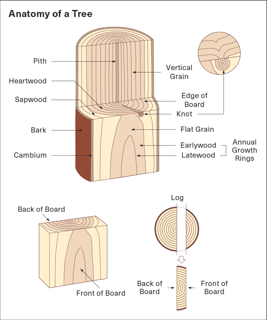 Diagram showcasing the anatomy components of a sugi tree trunk.